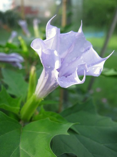 Datura stramonium erba del - datura,