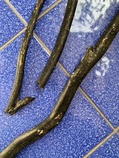 Corallo nero naturale grezzo