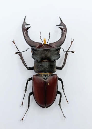 Entomology taxidermy lucanus - :,
