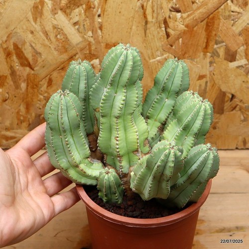Euphorbia fruticosa inermis