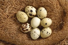 24 uova di quaglia Feconde