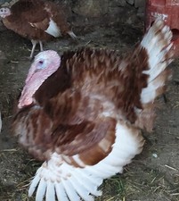 Tacchini    Uova Feconde