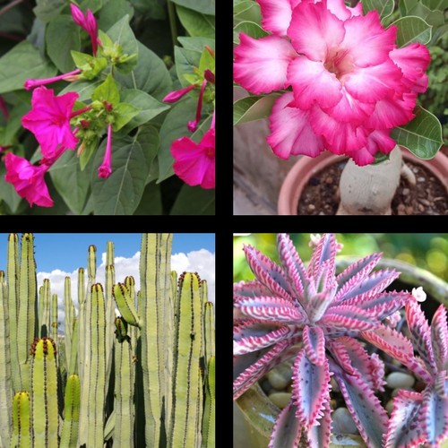 Kalanchoe pink butterflies - kalanchoe,