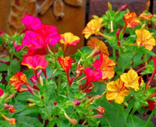 SEMI MIRABILIS JALAPA BELLA DI