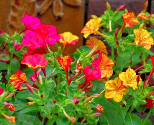 Semi mirabilis jalapa - semi, bella