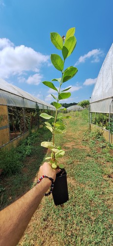 Psidium longipetiolatum - ,
