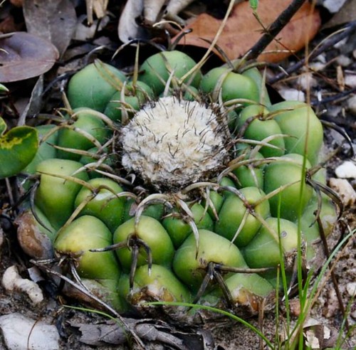 Discocactus catingicola
