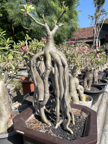 Bonsai adenium obesum long - obesum,