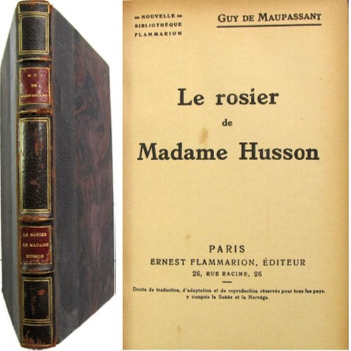 Rosier madame husson - le,