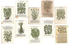 Stampe antiche 10 FOGLI ERBARIO MATTIOLI MATTHIOLI ediz. con figure grandi 1568