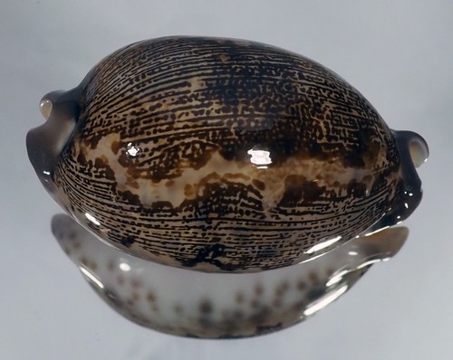 Cypraea mappa rosea - mappa,