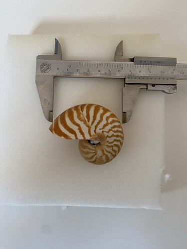 Sea shell baby - sea,
