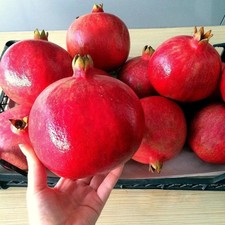 Pianta frutto melograno - pianta,