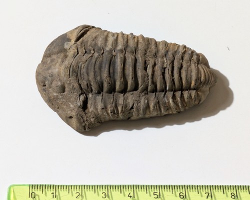 Phacops trilobite devoniano - phacops,