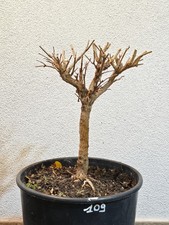 Bonsai prebonsai melograno - prebonsai,