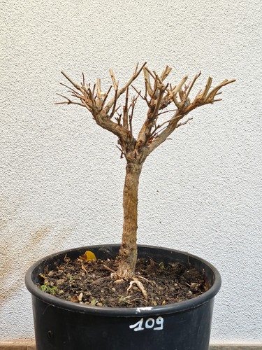 Bonsai prebonsai melograno - prebonsai,