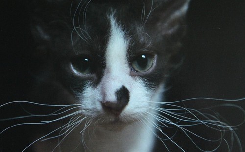 Cat modern postcard laperm - cat,
