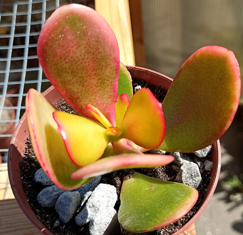 Crassula ovata giada - ovata,