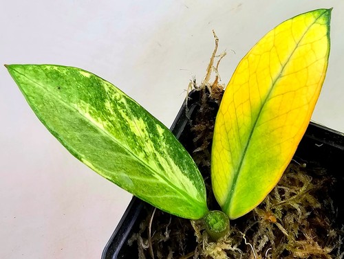 Zamioculcas zamiifolia - zamioculcas,