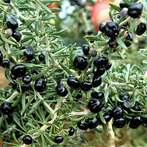 Goji nero lycium ruthenicum - goji,