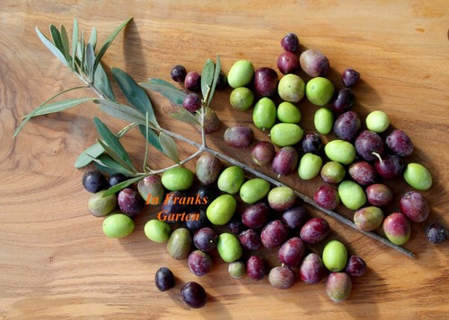 Olivo ulivo olea - olivo,, europaea