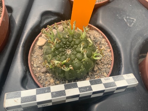 236 euphorbia gymnocalycioides - 236,
