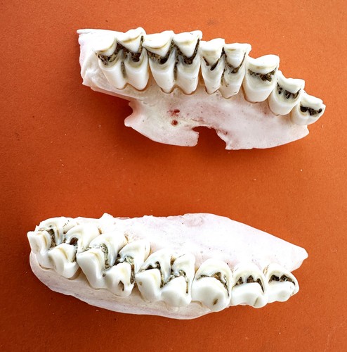 Piccolo palco denti di - palco,