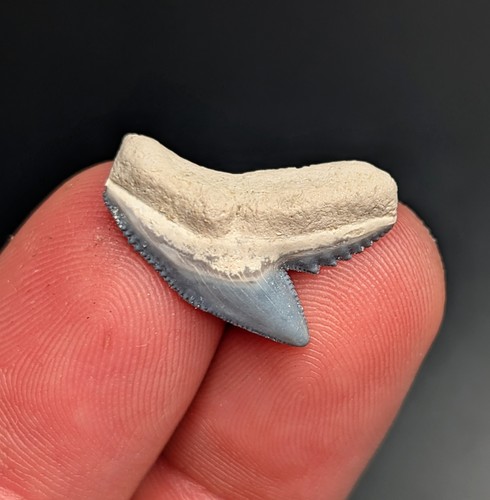 Splendido dente squalo - splendido,