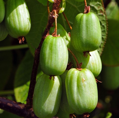 Sentyabraskaya actinidia