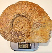 ENORME FOSSILE AMMONITE DIAM 23 CM 3,8KG CHELONICERAS 120 MIL. ANNI (CRETACEO)