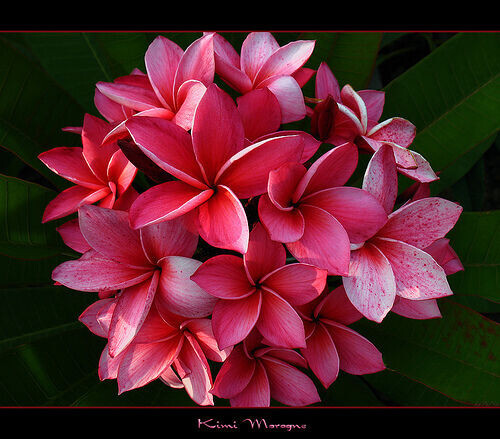 Semi plumeria kimi - di,