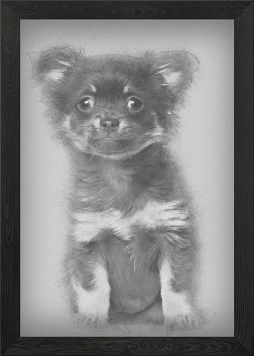 Chihuahua cucciolo mesi o - chihuahua,