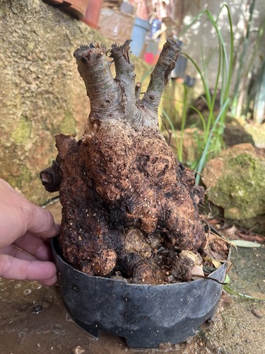 Bonsai phillirea famiglia - phillirea., (
