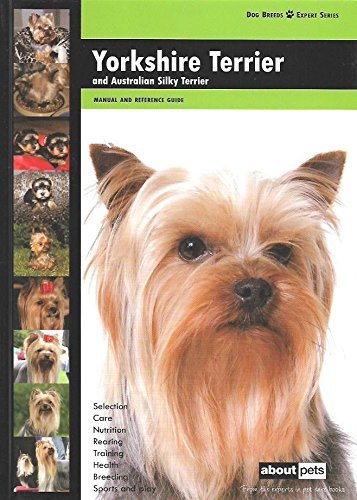 Yorkshire terrier dog - yorkshire, (dog