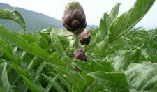 50 SEMI DI CARCIOFO VIOLETTO DI ROMAGNA-Cynara scolymus-“cimarolo” o “mammola” 