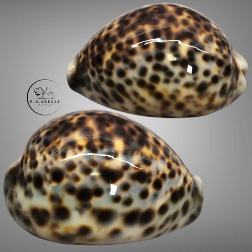 Cypraea tigris pardalis - , 69,8