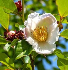 Stewartia rostrata - ,