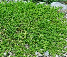 TAPPETO VERDE RUPTUREWORT