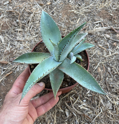 Agave guiengola succulenta - agave,