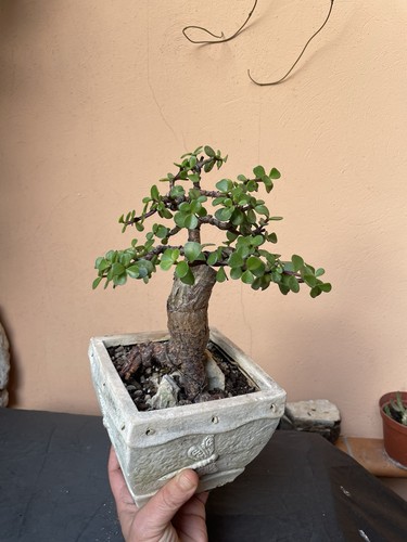 Bonsai portulacaria afra - bonsai,