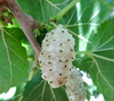 Morus alba | White mulberry | gelso baco da seta - gelso bianco | bachi da seta