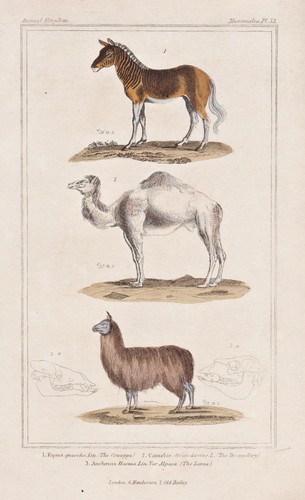 Litografia cuvier 1835 - litografia,