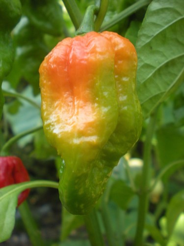 Semi peperoncino - di,