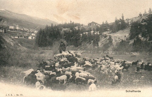 Cartolina gregge di pecore - cartolina,