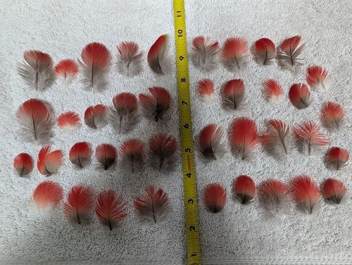 Piume pancia rossa - piume,