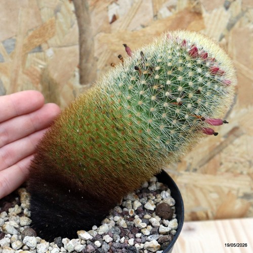 Mammillaria spinosissima vaso - spinosissima,