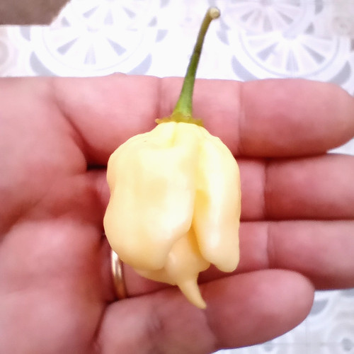 Carolina reaper bianca 10 - carolina,