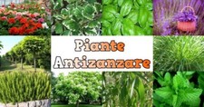 SEMI DI PIANTE  ANTIZANZARE