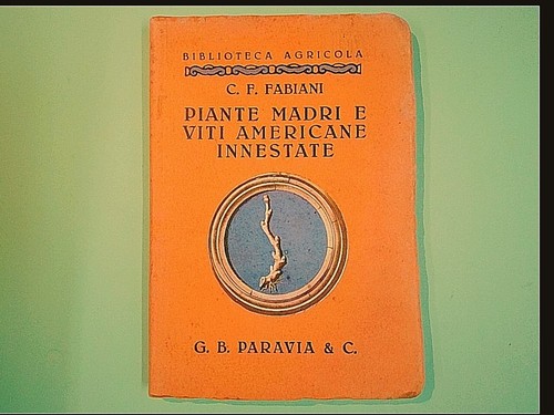 Piante madri viti - viti, americane