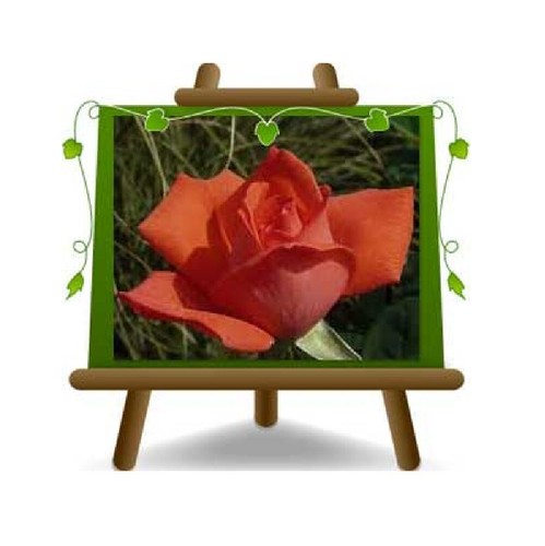 Rosa alberello rosso vermiglio - rosa,